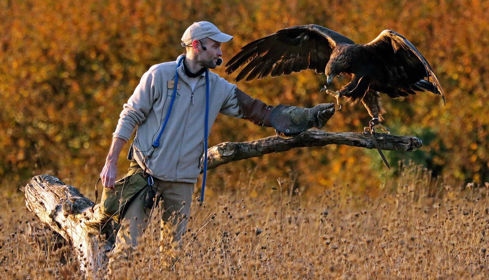 Cedric and Saxon Golden Eagle